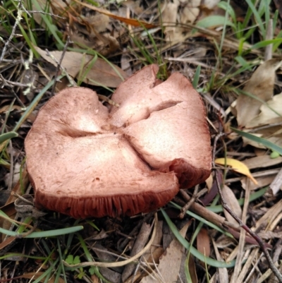 Gymnopilus junonius at Hackett, ACT - 4 Apr 2020 by JoeG