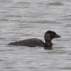 Biziura lobata (Musk Duck) at Illilanga & Baroona - 29 Mar 2020 by Illilanga