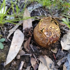 Scleroderma sp. (Scleroderma) at Black Mountain - 4 Apr 2020 by JoeG