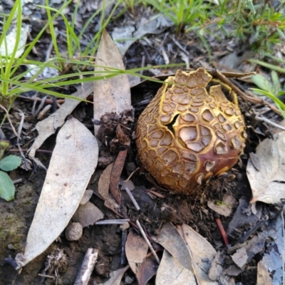 Scleroderma sp. (Scleroderma) at Molonglo Valley, ACT - 4 Apr 2020 by JoeG