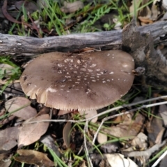 Amanita sp. (Amanita sp.) at Black Mountain - 4 Apr 2020 by JoeG