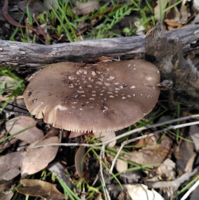 Amanita sp. (Amanita sp.) at Point 11 - 4 Apr 2020 by JoeG