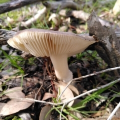 Amanita sp. at Point 11 - 4 Apr 2020