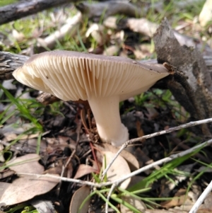 Amanita sp. at Point 11 - 4 Apr 2020