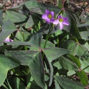 Oxalis latifolia at Hawker, ACT - 31 Mar 2020 10:30 AM