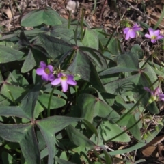 Oxalis latifolia at Hawker, ACT - 31 Mar 2020 10:30 AM