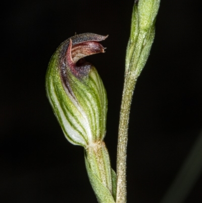Speculantha rubescens (Blushing Tiny Greenhood) at Gungaderra Grasslands - 25 Mar 2020 by DerekC