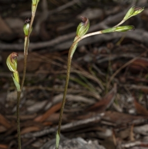 Speculantha rubescens at Crace, ACT - 25 Mar 2020