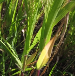 Panicum capillare/hillmanii at Weetangera, ACT - 1 Apr 2020