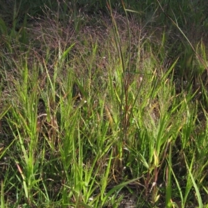 Panicum capillare/hillmanii at Weetangera, ACT - 1 Apr 2020