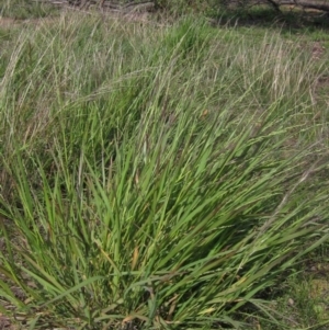 Paspalidium distans at Weetangera, ACT - 1 Apr 2020