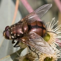 Rutilia (Grapholostylum) 'micans' at Michelago, NSW - 17 Dec 2019 by Illilanga