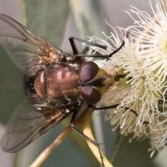 Rutilia (Grapholostylum) 'micans' at Michelago, NSW - 17 Dec 2019 07:45 AM