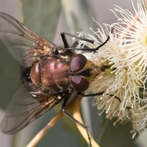 Rutilia (Grapholostylum) 'micans' at Michelago, NSW - 17 Dec 2019 07:45 AM