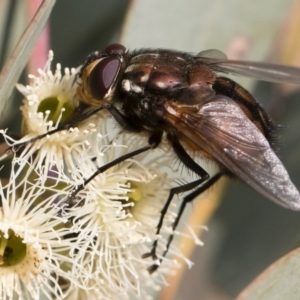 Rutilia (Grapholostylum) 'micans' at Michelago, NSW - 17 Dec 2019 07:45 AM