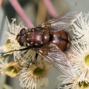 Rutilia (Grapholostylum) 'micans' at Michelago, NSW - 17 Dec 2019 07:45 AM