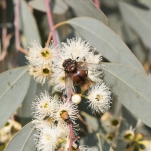 Rutilia (Grapholostylum) 'micans' at Michelago, NSW - 17 Dec 2019 07:45 AM