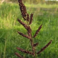 Echinochloa crus-galli (Barnyard Grass) at Dunlop, ACT - 1 Apr 2020 by pinnaCLE