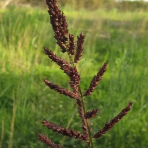 Echinochloa crus-galli at Dunlop, ACT - 1 Apr 2020