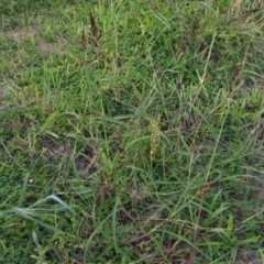 Echinochloa crus-galli at Dunlop, ACT - 1 Apr 2020