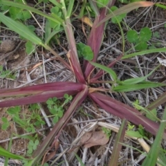 Echinochloa crus-galli at Dunlop, ACT - 1 Apr 2020