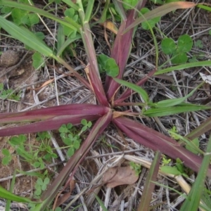 Echinochloa crus-galli at Dunlop, ACT - 1 Apr 2020