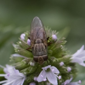 Metallea sp. (genus) at Michelago, NSW - 22 Mar 2019