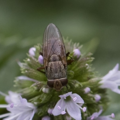 Metallea sp. (genus) at Michelago, NSW - 22 Mar 2019 by Illilanga