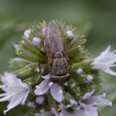 Metallea sp. (genus) at Michelago, NSW - 22 Mar 2019 01:37 PM