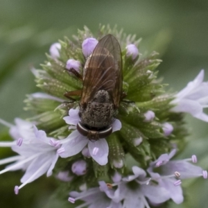 Metallea sp. (genus) at Michelago, NSW - 22 Mar 2019 01:37 PM