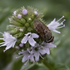 Metallea sp. (genus) at Michelago, NSW - 22 Mar 2019