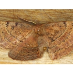 Anthela repleta (Replete Anthelid) at Lilli Pilli, NSW - 31 Mar 2020 by jb2602