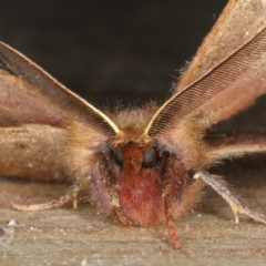 Anthela repleta at Lilli Pilli, NSW - 31 Mar 2020