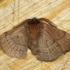 Anthela repleta at Lilli Pilli, NSW - 31 Mar 2020 10:06 PM