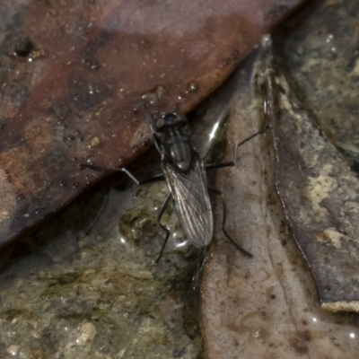 Ephydridae sp. (family) (Shore Flies) at Michelago, NSW - 17 Mar 2019 by Illilanga