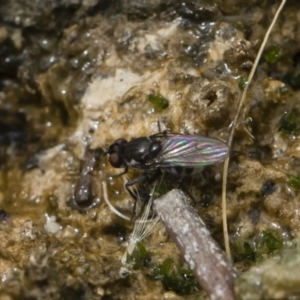 Ephydridae sp. (family) at Michelago, NSW - 17 Mar 2019