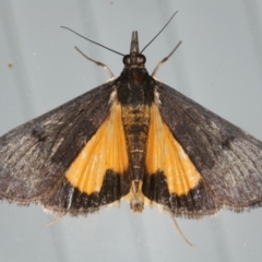 Uresiphita ornithopteralis (Tree Lucerne Moth) at Lilli Pilli, NSW - 31 Mar 2020 by jb2602