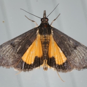 Uresiphita ornithopteralis at Lilli Pilli, NSW - 31 Mar 2020
