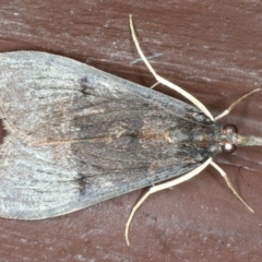 Uresiphita ornithopteralis at Lilli Pilli, NSW - 31 Mar 2020