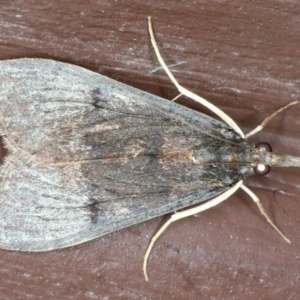 Uresiphita ornithopteralis at Lilli Pilli, NSW - 31 Mar 2020 11:28 PM