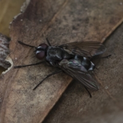 Tachinidae (family) (Unidentified Bristle fly) at Illilanga & Baroona - 17 Mar 2019 by Illilanga