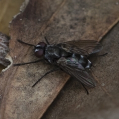 Tachinidae (family) (Unidentified Bristle fly) at Michelago, NSW - 17 Mar 2019 by Illilanga