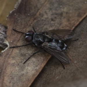 Tachinidae (family) at Michelago, NSW - 17 Mar 2019