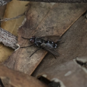 Tachinidae (family) at Michelago, NSW - 17 Mar 2019