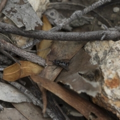 Tachinidae (family) at Michelago, NSW - 17 Mar 2019