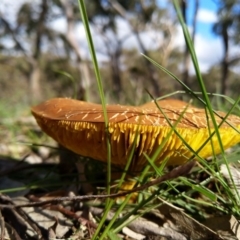 Phylloporus sp. (Phylloporus sp.) at Carwoola, NSW - 3 Apr 2020 by Zoed