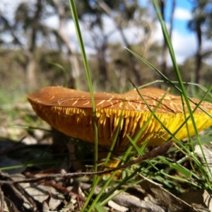 Phylloporus sp. at Carwoola, NSW - 4 Apr 2020