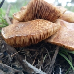 Unidentified Cap on a stem; gills below cap [mushrooms or mushroom-like] at Carwoola, NSW - 3 Apr 2020 by Zoed