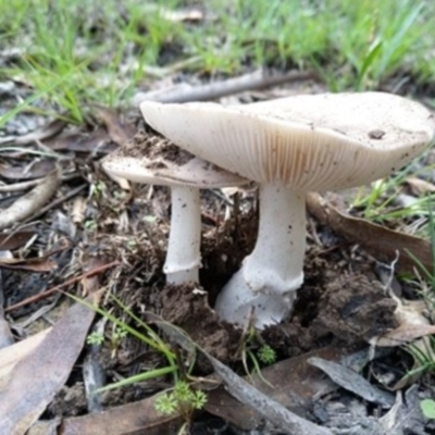 Amanita sp. (Amanita sp.) at Carwoola, NSW - 4 Apr 2020 by Zoed
