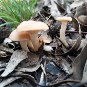 zz agaric (stem; gills white/cream) at Carwoola, NSW - 4 Apr 2020